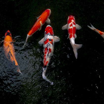 koi carp